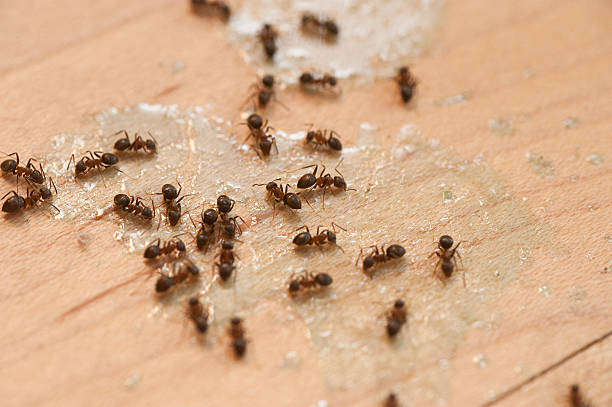 Best Bed Bug Extermination  in Luther, OK